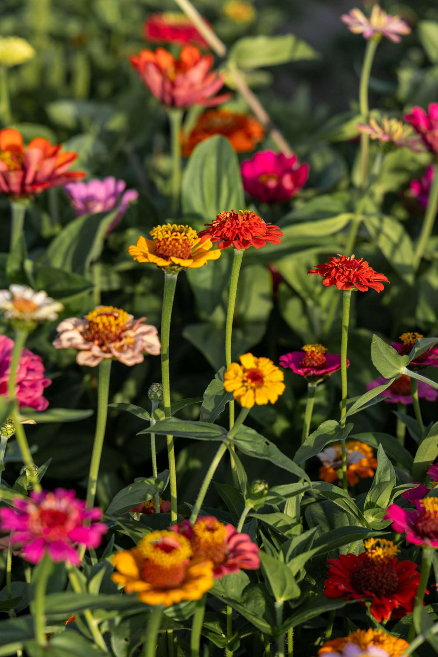 Zinnia 'Lilliput Mix' (siemen)